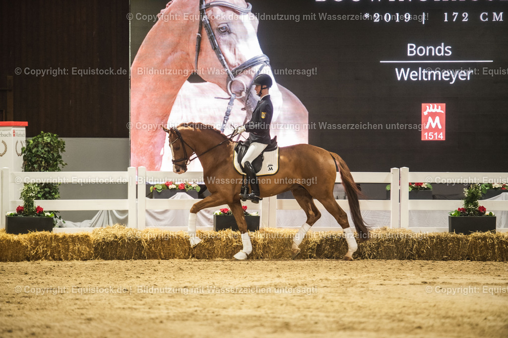20240302_Hengstvorstellung_Marbach_TOMsPiC_0572-2 | equistock