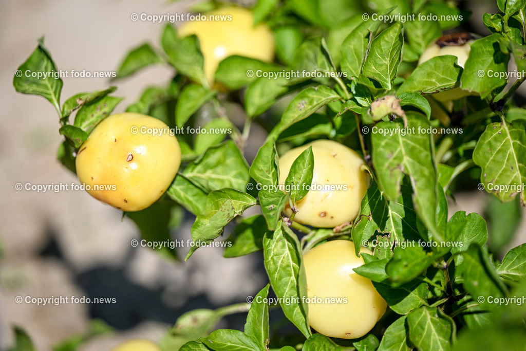 Landwirtschaft_ Gemuesebauer Spiesmayr_ 05.09.2023-25 | 05.09.2023, Wilhering, AUT, Landwirtschaft, Gemuesebauer Spiesmayr in Appersberg, im Bild Apfelchilli
