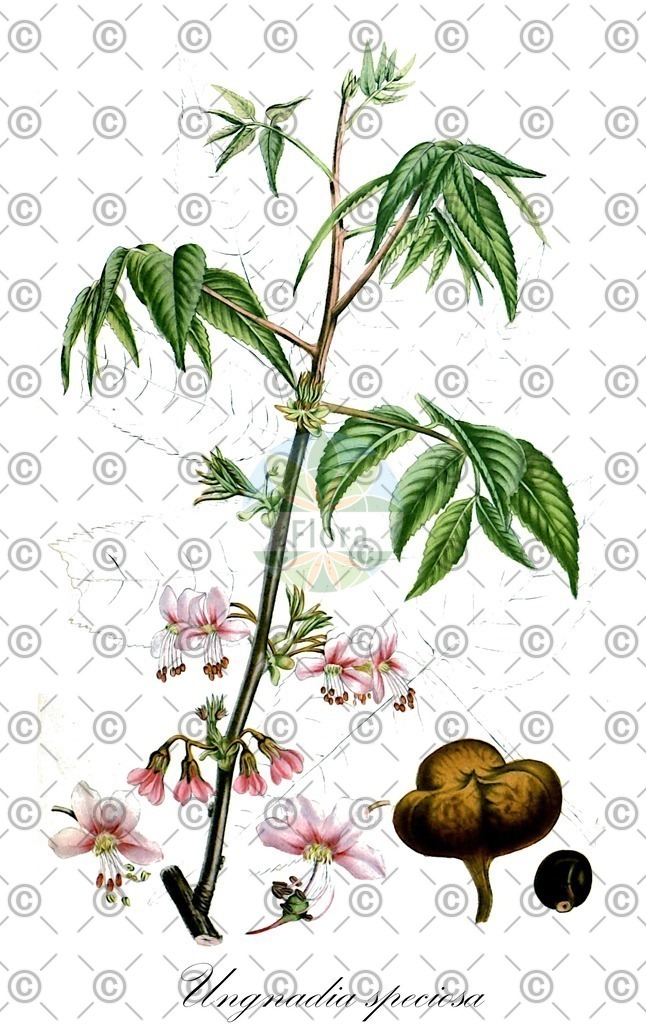 HistAbb_wfo-0000415809_1_ENZY_Simple | Historische Abbildung von Ungnadia speciosa - Sapindaceae | Historical Illustration of Ungnadia speciosa - Sapindaceae