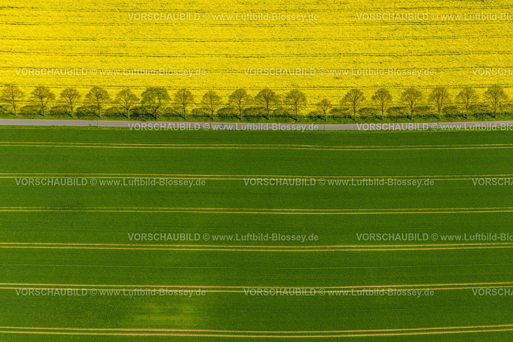 Dortmund230407847KleyRapsfeld | Luftbild, Rapsfeld in Dortmund Kley mit Baumreihe,Weg Am Zitter und Wohnsiedlung Echeloh, grüner und gelber Acker,  Kley, Dortmund, Ruhrgebiet, Nordrhein-Westfalen, Deutschland