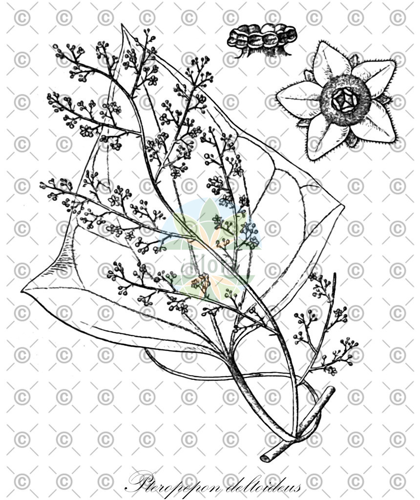 HistAbb_wfo-1000028636_2_ENZY_Simple | Historische Abbildung von Pteropepon deltoideus - Cucurbitaceae | Historical Illustration of Pteropepon deltoideus - Cucurbitaceae