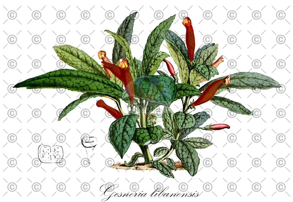 HistAbb_wfo-0000702469_1_ENZY_Simple | Historische Abbildung von Gesneria libanensis - Gesneriaceae | Historical Illustration of Gesneria libanensis - Gesneriaceae