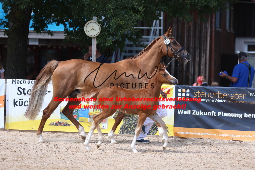 Fohlenschau_Schwäbisch_Hall_Ponys_KN 47_8 | lmwpictures - Realisiert mit Pictrs.com