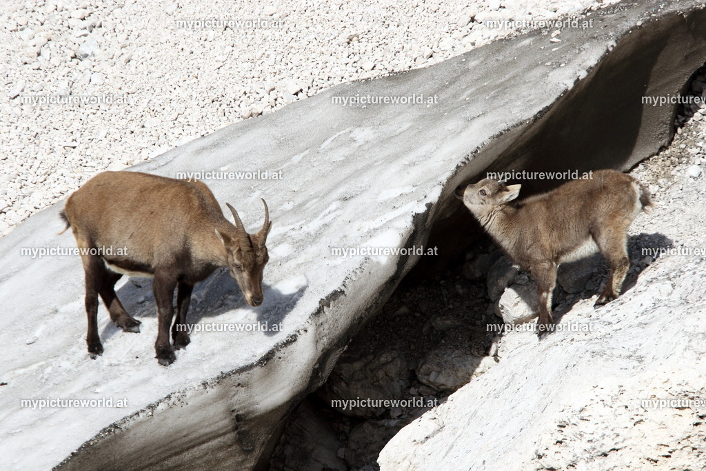 Alpensteinbock-110 | Das Bilderarchiv über Tiere, Planzen und Landschaften. In der Bilddatenbank finden Sie ein große Auswahl an hochwertigen Bilder für Ihre Werbung - Realisiert mit Pictrs.com