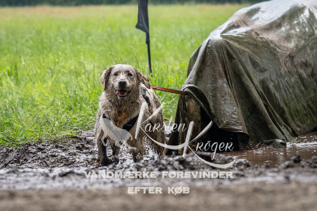 1115_ZZ92107 | kk-dogfotos