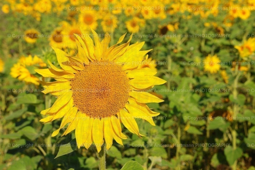 Sonnenblumenfeld  | Sonnenblumen Feld im Morgenlicht - Realisiert mit Pictrs.com