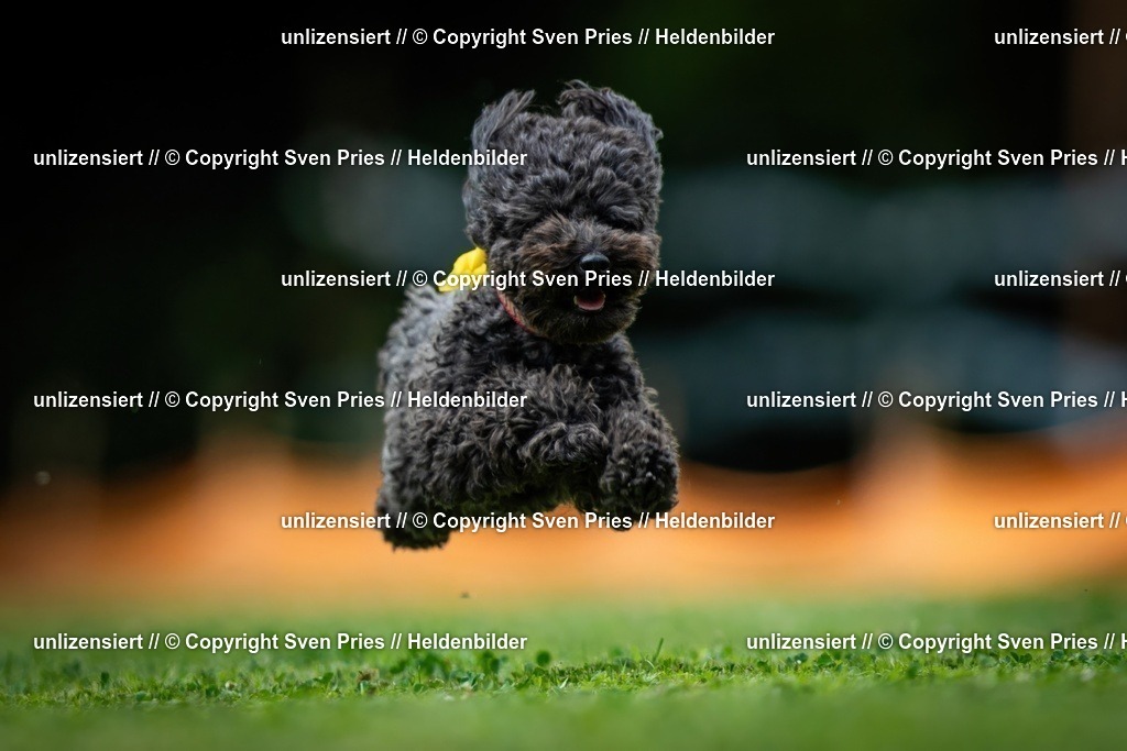 Sven Pries | 19. Allgemeines Hunderennen Karlsruhe Durlach - Realisiert mit Pictrs.com