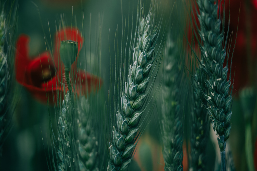 Roggen mit Mohn | Simone Sonderegger Photography