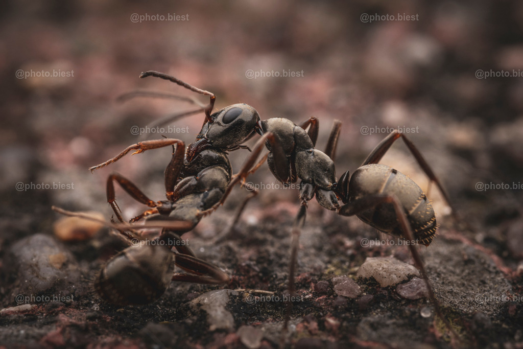 IMGC1035 | photobiest - Realisiert mit Pictrs.com