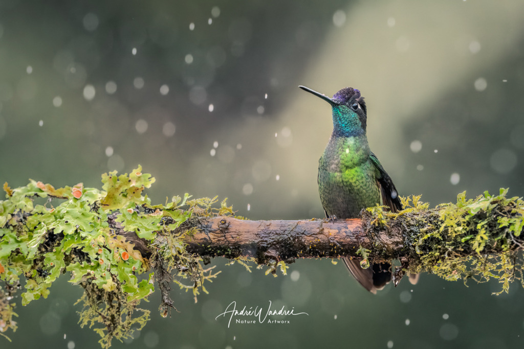 Der Duft der Freiheit | Andre Wandrei - Nature Artworx - Realisiert mit Pictrs.com