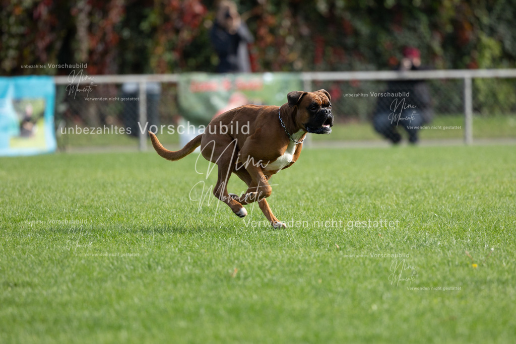 _16A5572 | Einzigartige Fotos von Hunden & Menschen –Actionfotos, Portraits, Vereinsaufnahmen & Paarshootings – authentisch, lebendig & mit Herz.