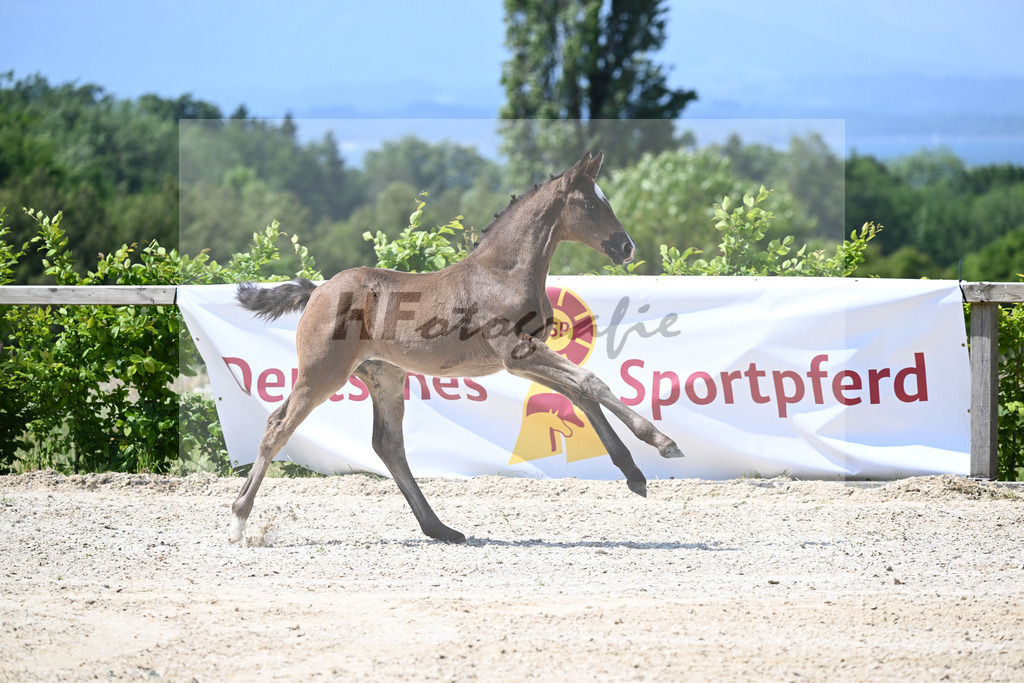 Kat-Nr. 11 SF Esperanto_Buehler_15230258 | hf-fotografie - Realizzato con Pictrs.com