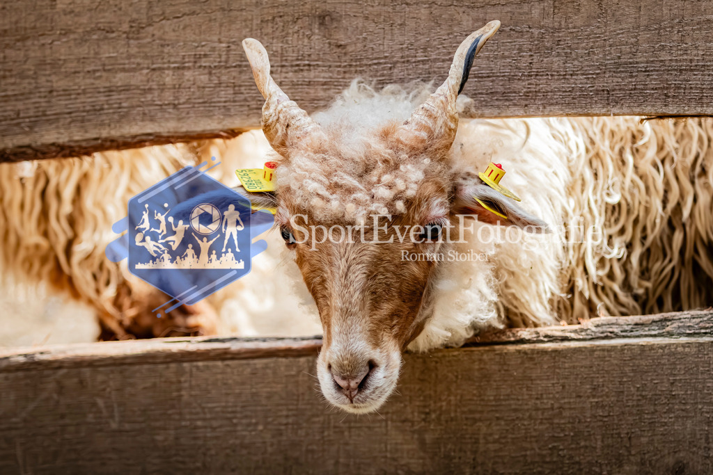 IMG_2887 | SportEventFotografie - Roman Stoiber