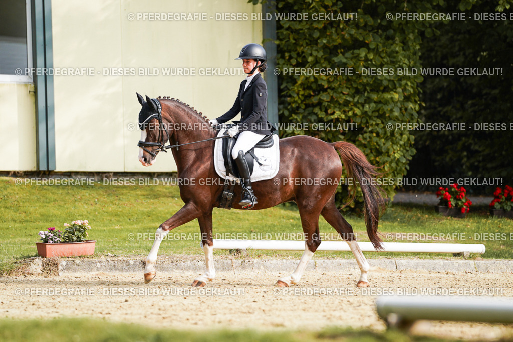 DSC05133 | Pferdegrafie