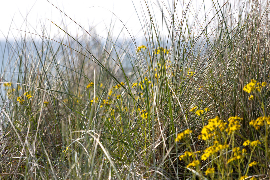 Wandbild: Dünenleben im Sonnenlicht – Küstenflora ganz nah | Dieses Wandbild zeigt eine ruhige Szene aus der Dünenlandschaft an der Ostsee. Im Vordergrund wachsen hohe, schlanke Gräser, die sich sanft im Wind wiegen. Dazwischen leuchten kleine gelbe Wildblumen auf dem sandigen Boden – ein lebendiger Kontrast zur zurückhaltenden Farbigkeit der Umgebung. Der Hintergrund zeigt in weicher Unschärfe das Meer, das sich ruhig bis zum Horizont erstreckt. Das Licht fällt warm und klar auf die Vegetation und verleiht dem Bild eine natürliche Leichtigkeit. Die Komposition lebt vom Wechselspiel aus Detail und Weite, aus Farbe und Struktur – ein stiller Moment inmitten der Küstennatur. Dieses Motiv eignet sich ideal als Wandbild für naturnahe Wohnkonzepte – ob als Leinwandbild, Acrylglasbild, Alu-Dibond FineArt Print oder als Akustikbild. Ein stilvoller Akzent für Wohnzimmer, Büro oder Ferienwohnung. - Realisiert mit Pictrs.com