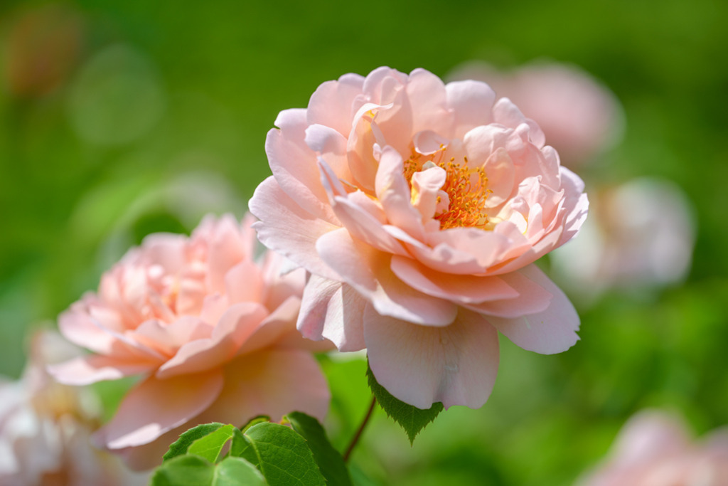 englische-rosen-belle-story-vb | Entdecken Sie hochwertige Kunstdrucke im Online-Shop von Rainer Plett. Die Fotografien umfassen norddeutsche Landschaften, Blumen, Tiere, Natur und Sehenswürdigkeiten. Erfreuen Sie sich an auserlesenen Motiven aus Schleswig-Holstein und Hamburg. - Realisiert mit Pictrs.com