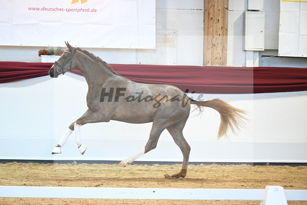 Kat-Nr. 4 v. Benicio_Galneder_66220049 | hf-fotografie - Realisiert mit Pictrs.com