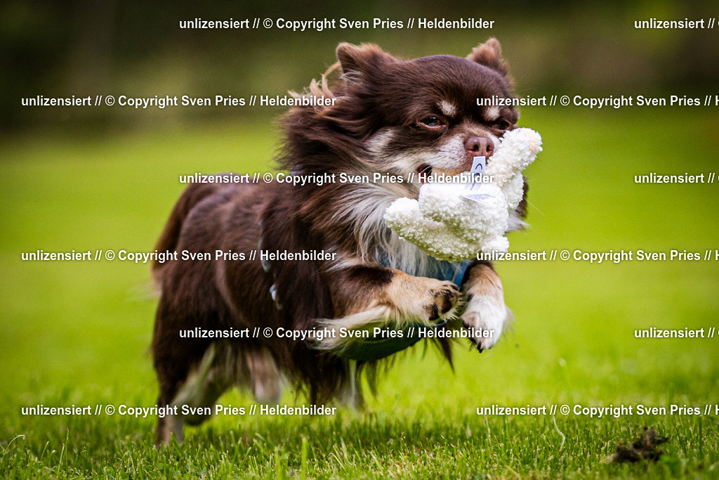 Sven Pries | 2024-09-22 - Hunderennen Baden-BadenPudelverein - Realisiert mit Pictrs.com