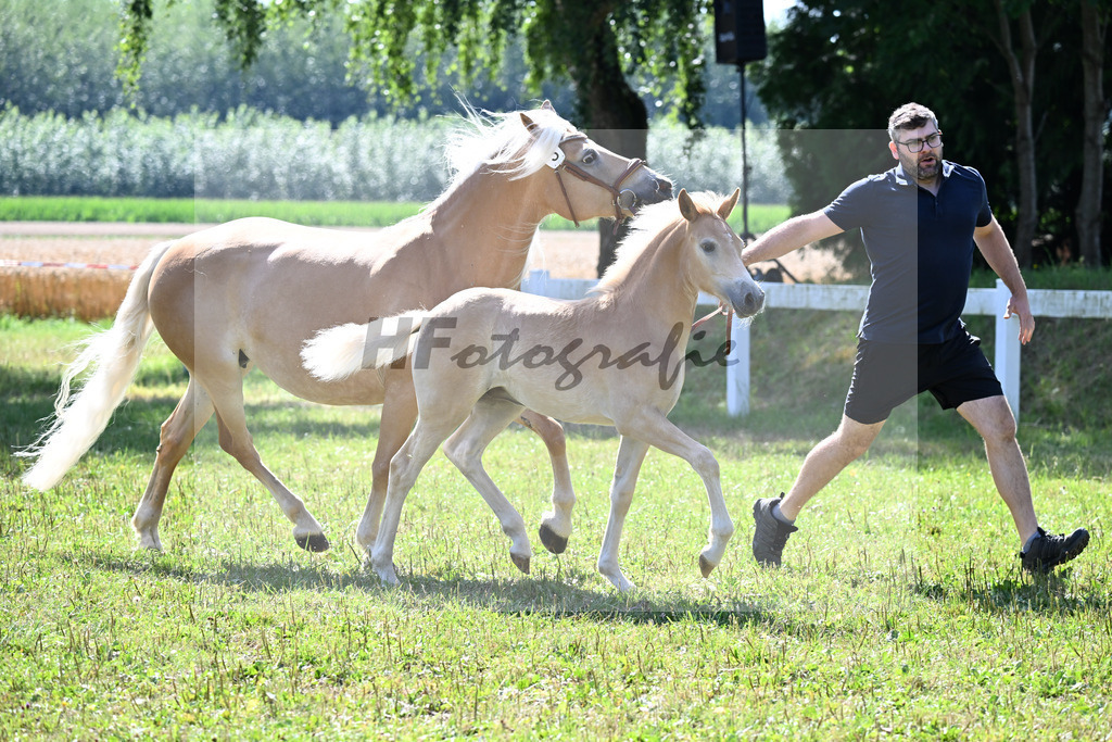 Kat-Nr.  3 SF v. Starkwind x Strippoker_Weber_22250050 | hf-fotografie - Realisiert mit Pictrs.com