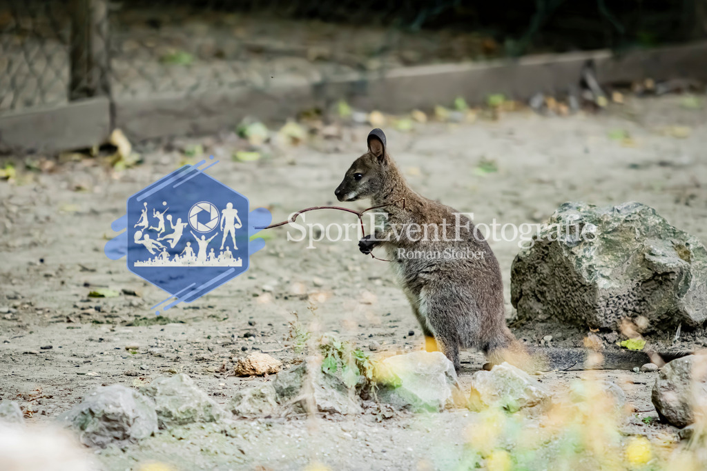 IMG_4040 | SportEventFotografie - Roman Stoiber
