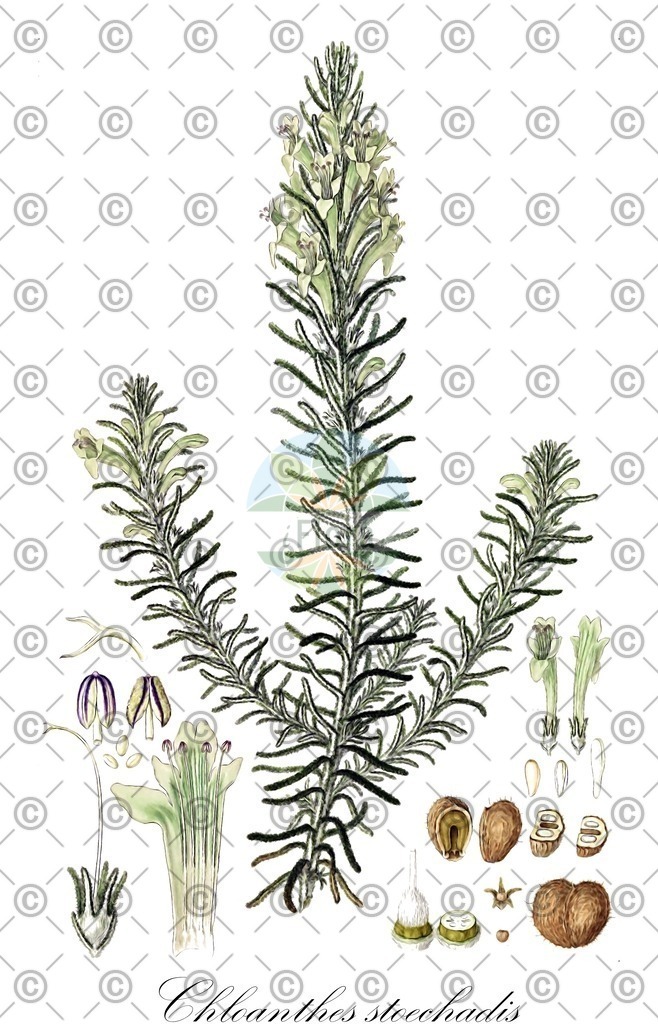 HistAbb_wfo-0000859385_1_ENZY_Simple | Historische Abbildung von Chloanthes stoechadis - Lamiaceae | Historical Illustration of Chloanthes stoechadis - Lamiaceae