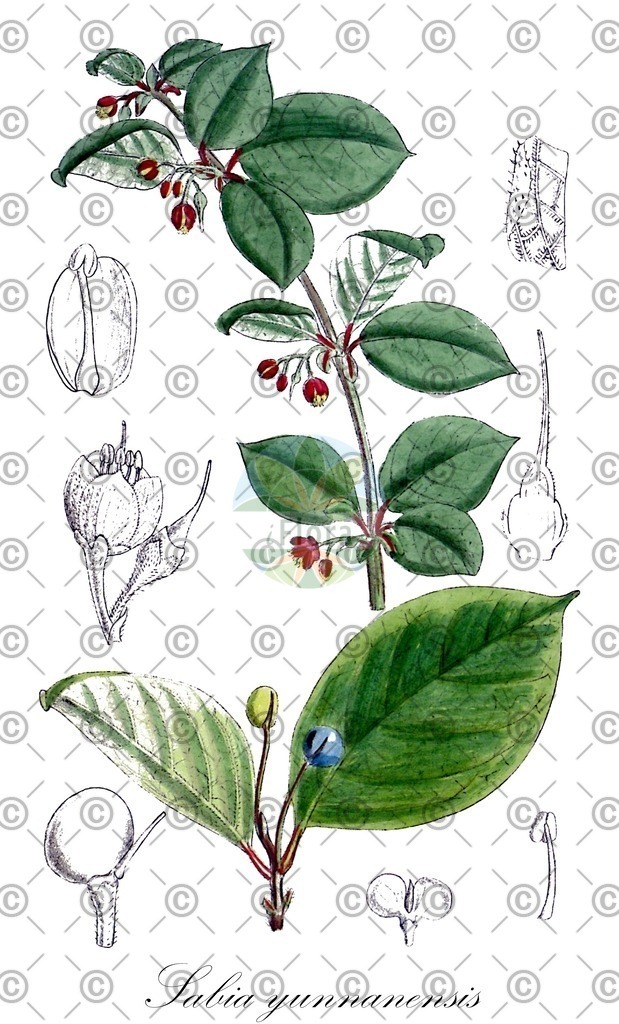 HistAbb_7PYFM_1_ENZY_Simple | Historische Abbildung von Sabia yunnanensis - Sabiaceae | Historical Illustration of Sabia yunnanensis - Sabiaceae