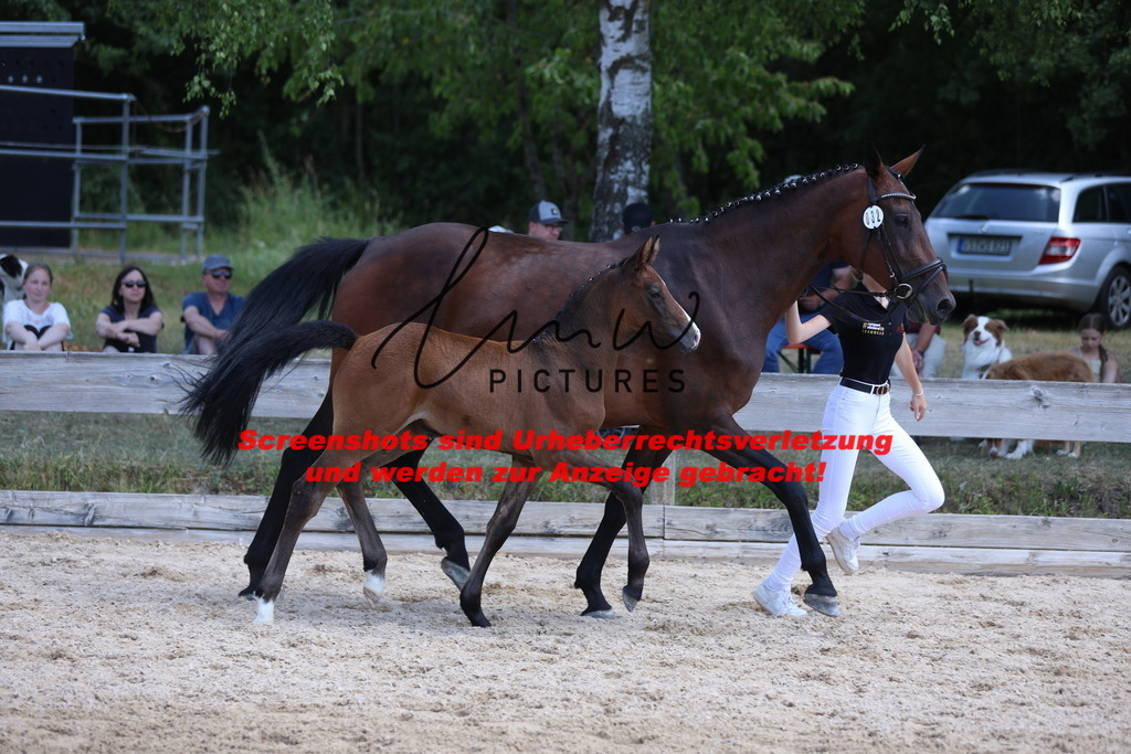 Fohlenschau_Schwäbisch_Hall_springbetonte_Fohlen_KN 32_18 | lmwpictures - Realisiert mit Pictrs.com