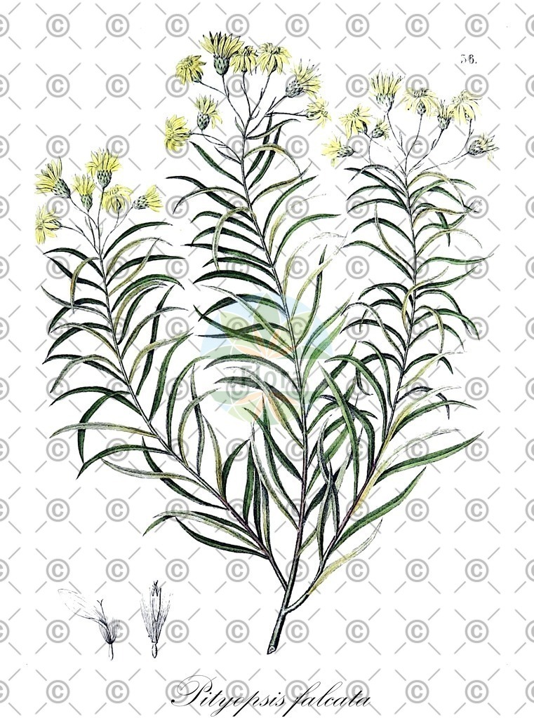 HistAbb_wfo-0001052851_1_ENZY_Simple | Historische Abbildung von Pityopsis falcata - Asteraceae | Historical Illustration of Pityopsis falcata - Asteraceae