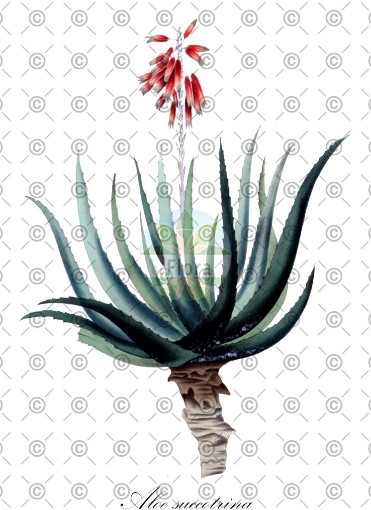 HistAbb_wfo-1000057274_1_ENZY_Simple | Historische Abbildung von Aloe succotrina - Asphodelaceae | Historical Illustration of Aloe succotrina - Asphodelaceae