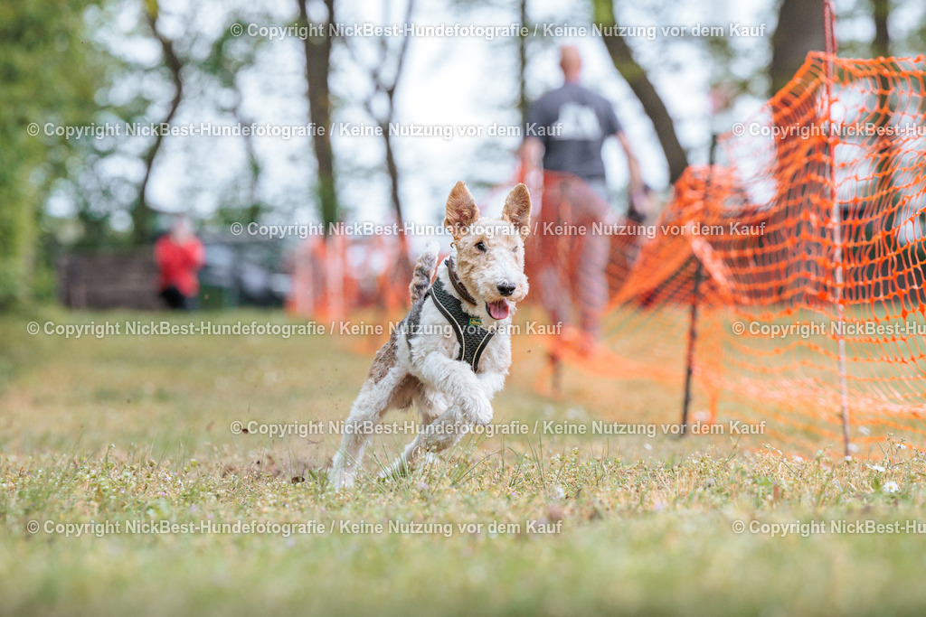 Sage Hunderennen Frühlingsfest-2026-Nickbest-Hundefotografie-0681 | Dein Hund! Dein Moment! Deine Erinnerungen! Hundefotografie in Bremen Blumenthal. Ich fange die besonderen Momente deines Vierbeiners ein – ob Indoor mit Blitzanlage oder in der freien Natur. Sicher dir dein Moment und dein Termin für eure Erinnerungen.
