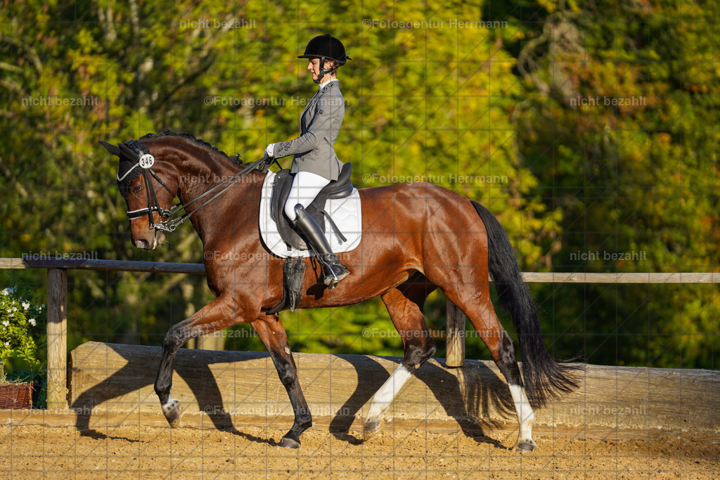20221007-FAH00379 | Diessen am Ammersee, 2022, Dressur- und Springturnier, Reitsportbilder, Turnierfotografen Bayern, Pferdefotografen, Fotoagentur Herrmann, Turnierbilder