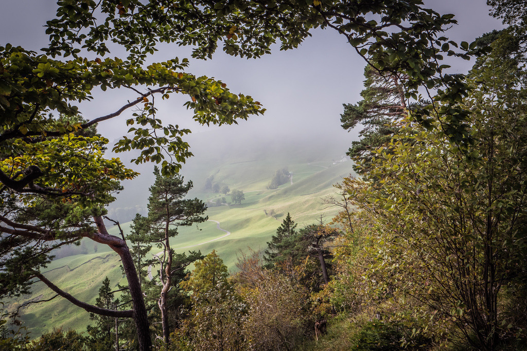 Vogelberg | Ausgetrocknete Äste ragen in Bildmitte. Im Hintergrund sind Nebel und ein Feld zu sehen - Realisiert mit Pictrs.com