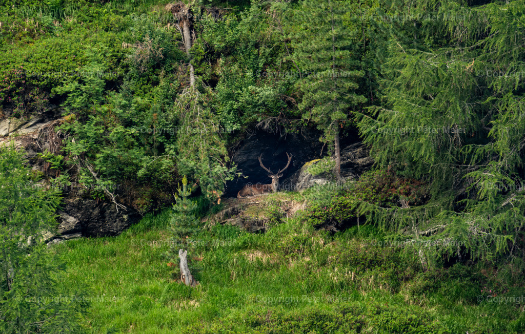 Wildtierbeobachtung_Oberhaus_Erlebnisraum_Wald_23_Peter_Maier-27 | piet_flosse