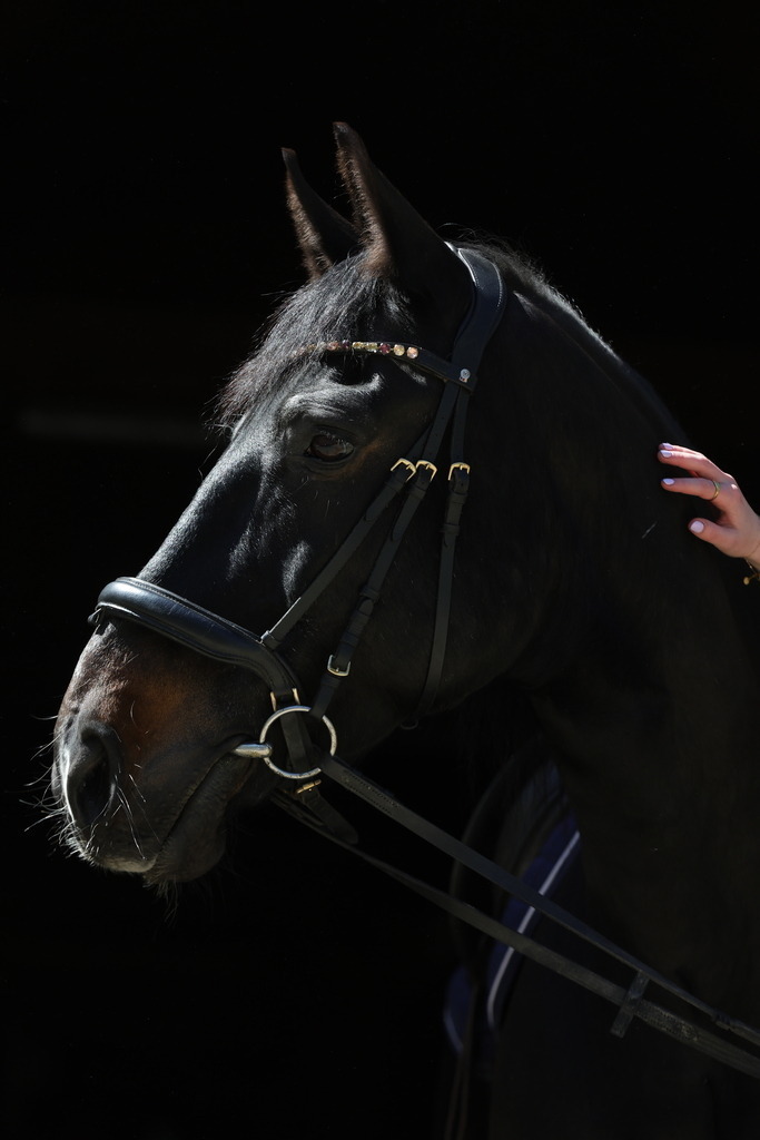 0P6A8662 | Willkommen bei Brunnmayr - Design & Fotografie – Ihrem Spezialisten für Reitturniere und Pferdeveranstaltungen in Oberösterreich, Salzburg und Bayern! Seit über 17 Jahren sind wir leidenschaftlich dabei.
