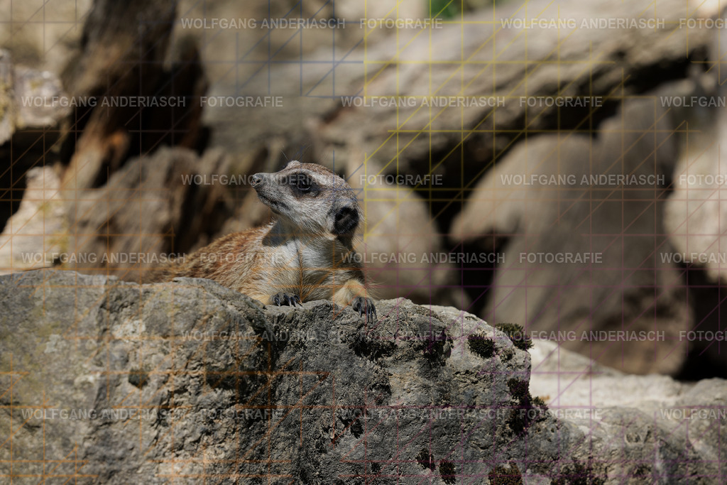 253L1048_wa | Ein stiller Moment im Opel Zoo: Der Blick des Tieres erzählt von Gelassenheit, Präsenz und Nähe. Ungestellt, ruhig und auf Augenhöhe fotografiert – ein Augenblick, der bleibt. - Realisiert mit Pictrs.com