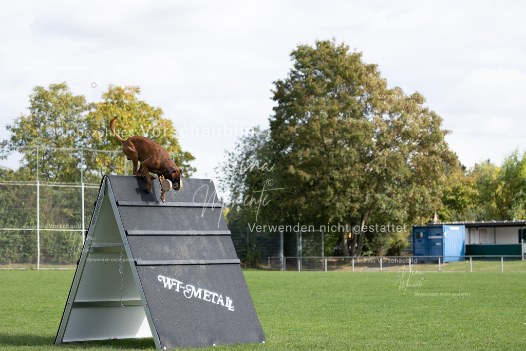 _16A6623 | Einzigartige Fotos von Hunden & Menschen –Actionfotos, Portraits, Vereinsaufnahmen & Paarshootings – authentisch, lebendig & mit Herz.