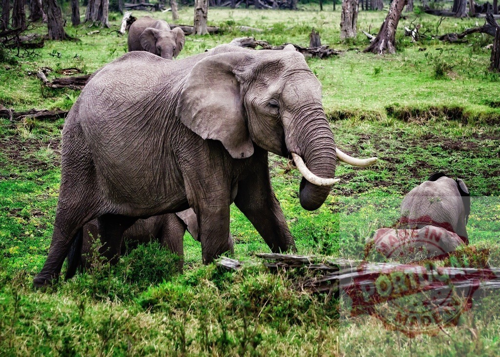 Elephant herd walking through African savanna wilderness | African bush elephants with calves walking and resting in a lush green environment - Realized with Pictrs.com