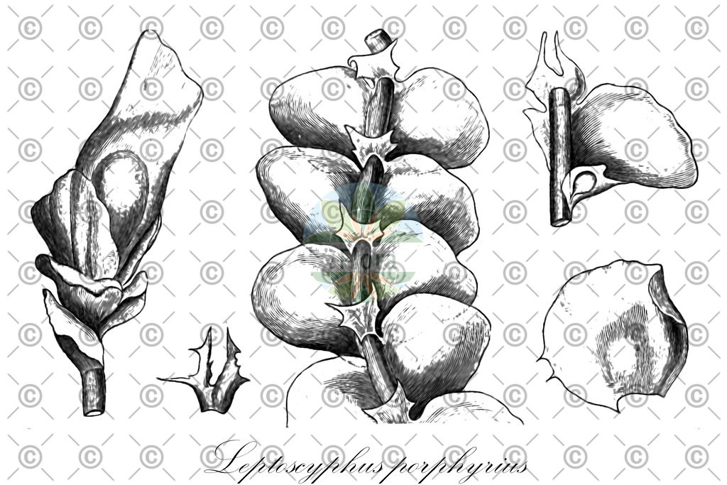 HistAbb_wfo-0000188478_1_ENZY_Simple | Historische Abbildung von Leptoscyphus porphyrius - Lophocoleaceae | Historical Illustration of Leptoscyphus porphyrius - Lophocoleaceae