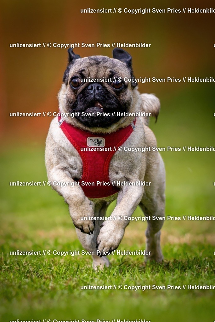 Sven Pries | 2024-09-22 - Hunderennen Baden-BadenPudelverein - Realisiert mit Pictrs.com