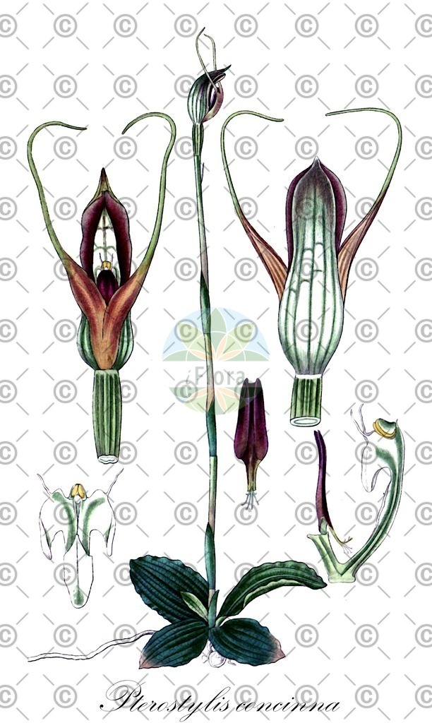 HistAbb_74W6_1_ENZY_Simple | Historische Abbildung von Pterostylis concinna - Orchidaceae | Historical Illustration of Pterostylis concinna - Orchidaceae