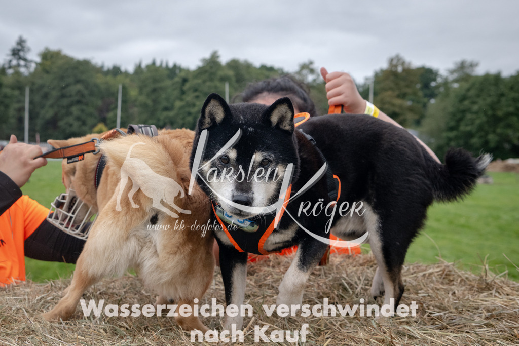 1229_ZZ90814 | kk-dogfotos
