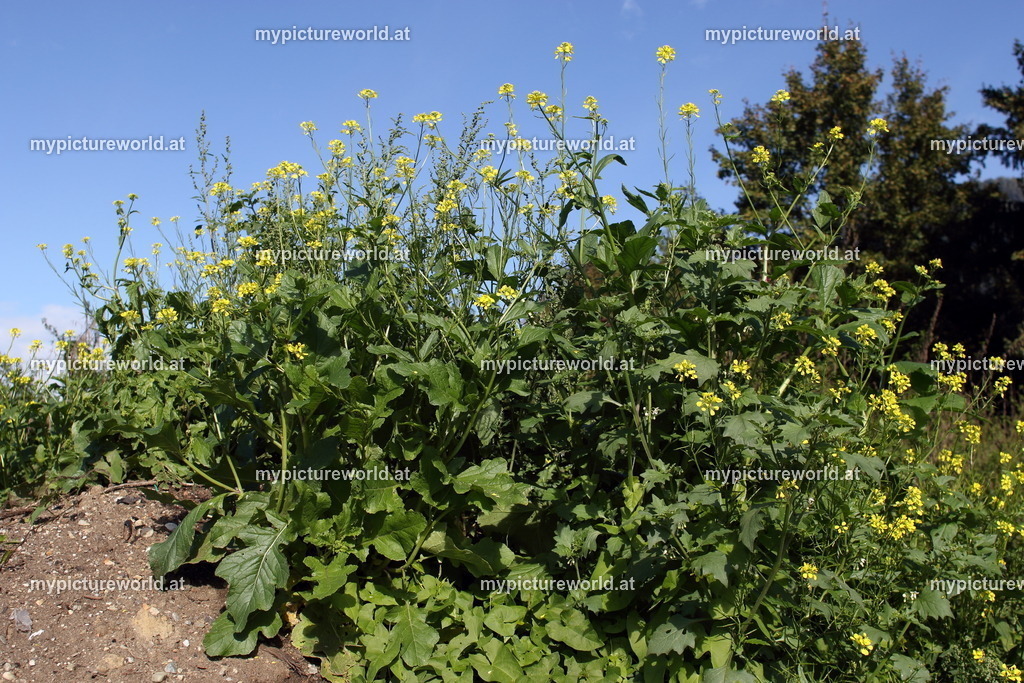 Ackersenf-004 | Das Bilderarchiv über Tiere, Planzen und Landschaften. In der Bilddatenbank finden Sie ein große Auswahl an hochwertigen Bilder für Ihre Werbung - Realisiert mit Pictrs.com
