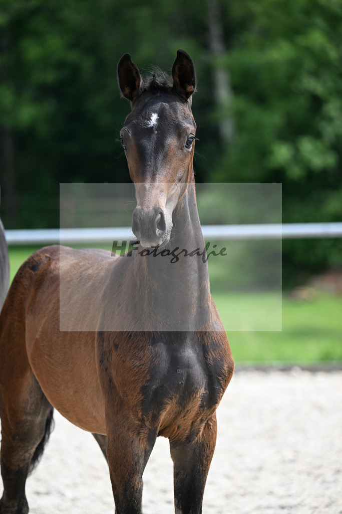 Kat-Nr. 6 Fair Deal x Sir Donnerhall_SF_Zimmermann_17250667 | hf-fotografie - Realizzato con Pictrs.com