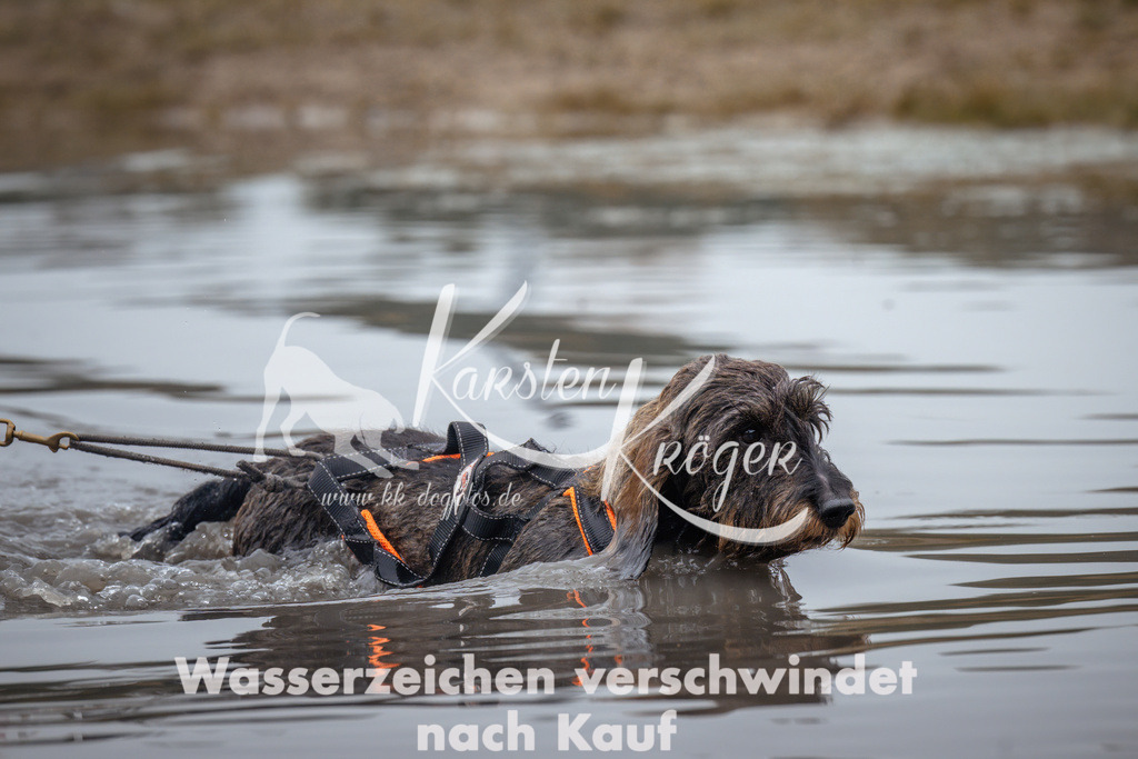 1025_ZZ99440 | kk-dogfotos