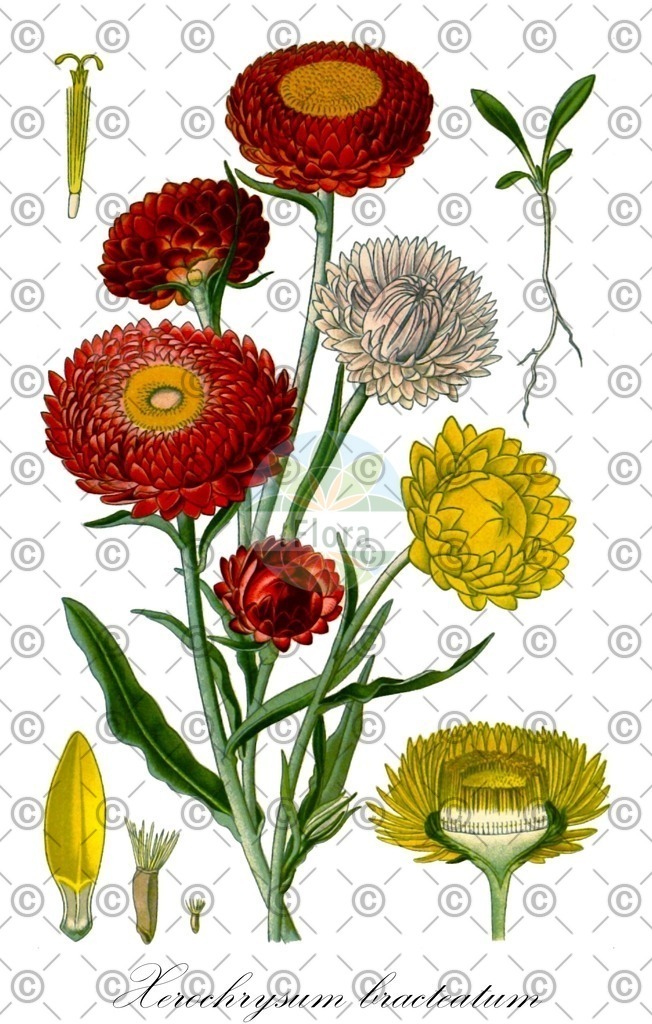 HistAbb_wfo-0000752018_1_ENZY_Simple | Historische Abbildung von Xerochrysum bracteatum - Asteraceae (Garten-Strohblume) | Historical Illustration of Xerochrysum bracteatum - Asteraceae (strawflower;golden everlasting)