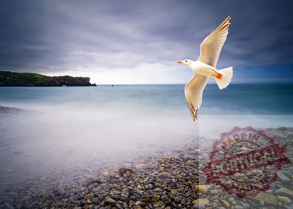 Seagull flying over tranquil pebble beach | Seagull soaring above a smooth ocean with pebbles on the shore - Realisiert mit Pictrs.com