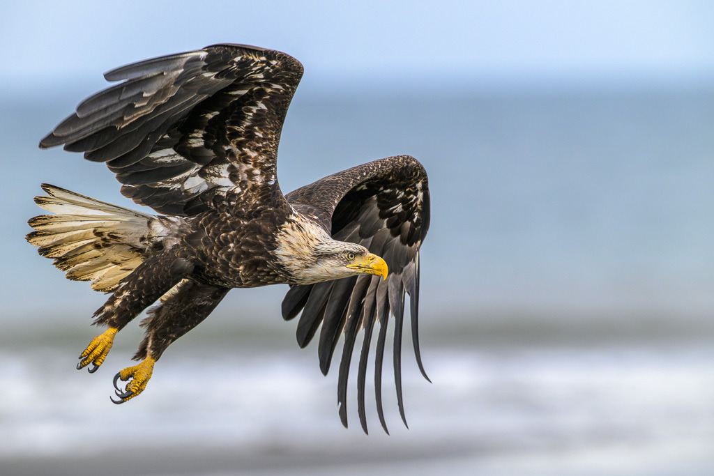 Alaska | Anchor Pont. Weißkopfseeadler am Strand. - Realisiert mit Pictrs.com
