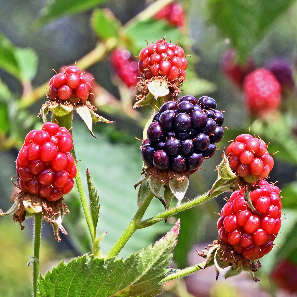 Brombeere01q | greenwatching-with-luci - Realisiert mit Pictrs.com