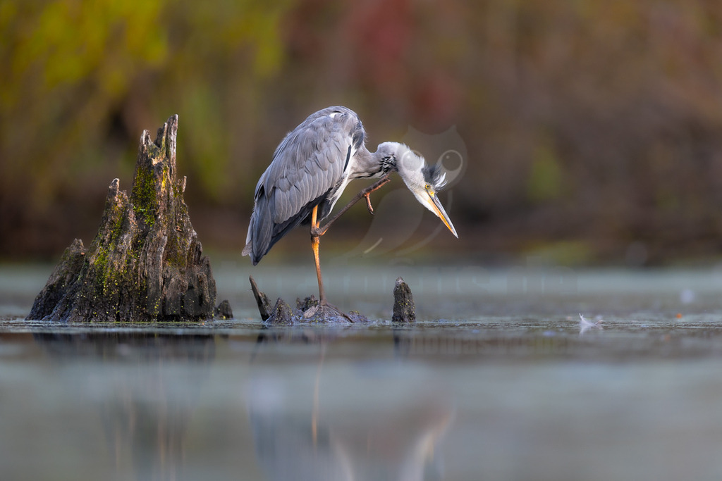 _5NF5133_20250813-2 | Ein Graureiher (Ardea cinerea) steht auf einem moosbewachsenen Baumstumpf, der aus dem ruhigen Wasser eines Teiches ragt. Der Vogel ist in einer dynamischen Pose dargestellt, wie er sich mit einem seiner langen Beine am Kopf kratzt. Das Gefieder des Reihers ist überwiegend grau, mit weißen und schwarzen Akzenten am Kopf und Hals. Sein langer, gelber Schnabel ist nach unten gerichtet. Im unscharfen Hintergrund sind Herbstfarben von Bäumen in Grün- und Brauntönen zu erkennen, die sich leicht im Wasser spiegeln. - Realisiert mit Pictrs.com