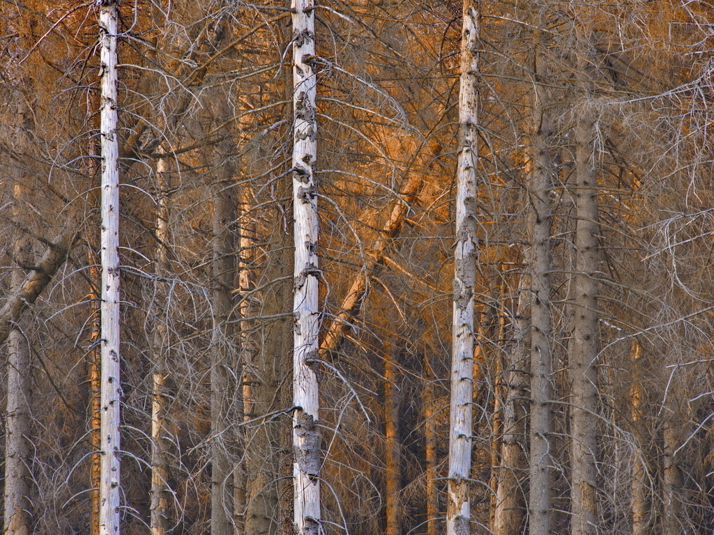 Tote Fichten im Abendlicht 2 | Das letzte Tageslicht trifft die Gestürzten. - Realisiert mit Pictrs.com